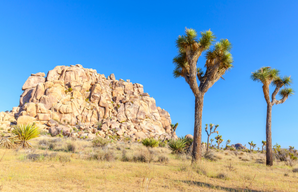 Bouldering and Camping in Joshua Tree for the First Time: A Guide for Adventurous Souls